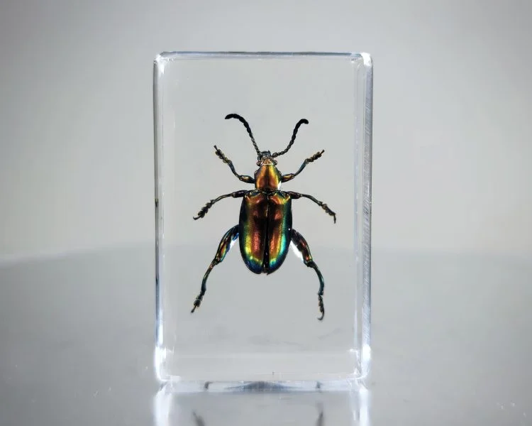 Jeweled Frog Beetle In Resin, Wholesale Beetles