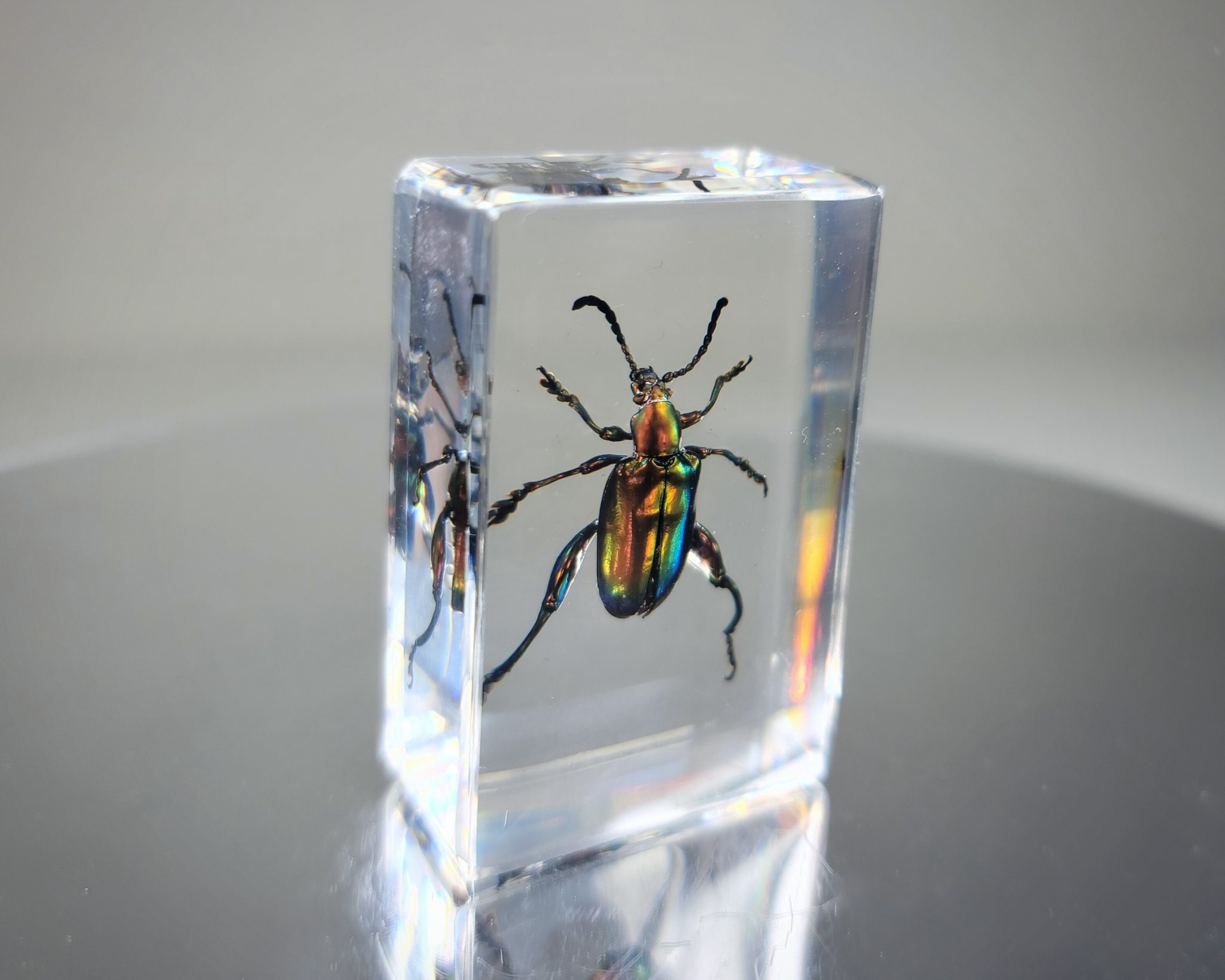 Jeweled Frog Beetle in Resin, Sagra buqueti Insects In Resin