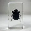 Dung Beetle In Resin, Real Scarab Beetle