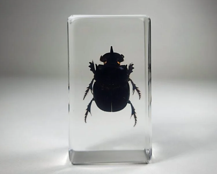 Dung Beetle In Resin, Real Scarab Beetle