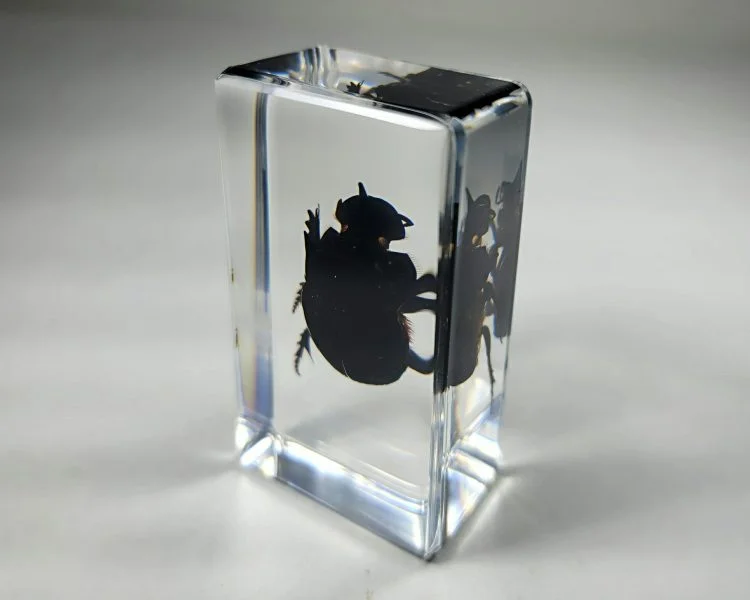 Dung Beetle In Resin, Real Scarab Beetle