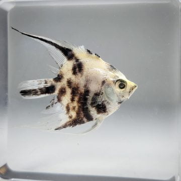 Real Angelfish In Resin, Angel Fish Specimen