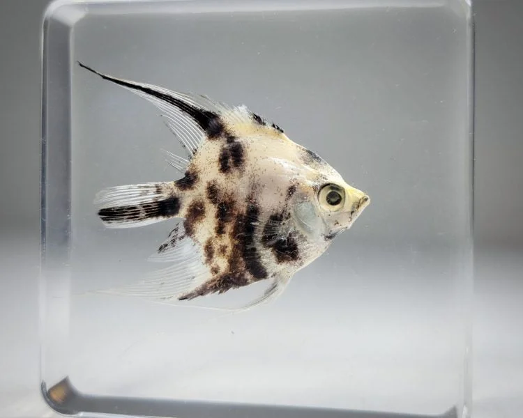 Real Angelfish In Resin, Angel Fish Specimen