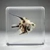 Real Angelfish In Resin, Angel Fish Specimen