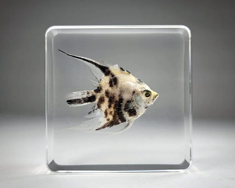 Real Angelfish In Resin, Angel Fish Specimen