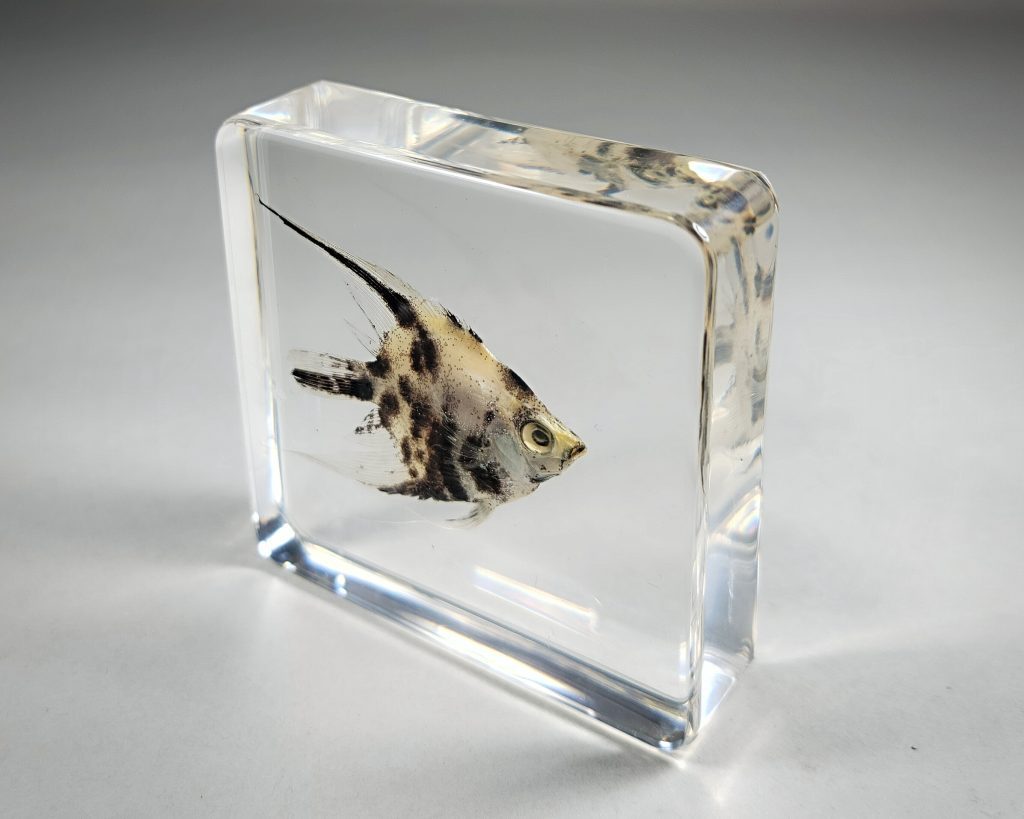Freshwater Angelfish in Resin, Pterophyllum scalare - Insects In Resin