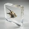 Real Angelfish In Resin, Angel Fish Specimen