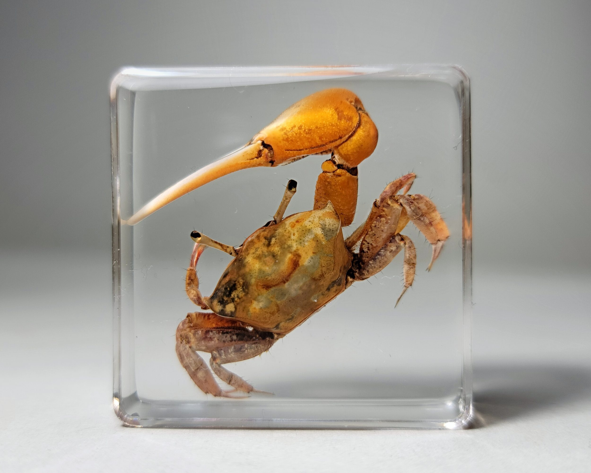 Fiddler Crab in Resin, Uca crassipes - Insects In Resin