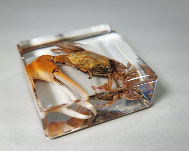 Fiddler Crab In Resin, Real Fidler Crab, Ocean Decor