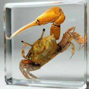 Fiddler Crab In Resin, Real Fidler Crab, Ocean Decor