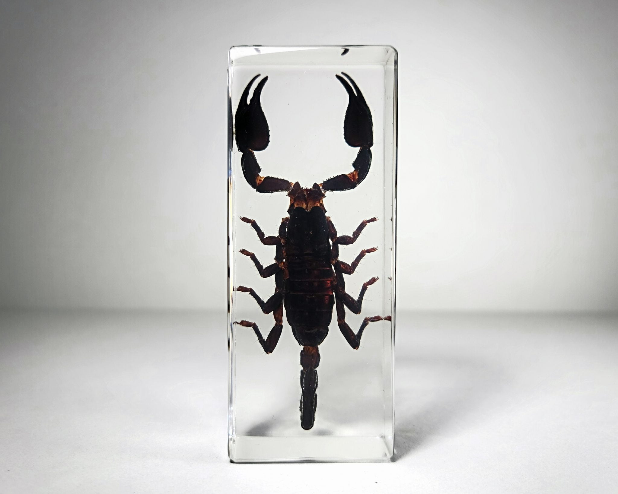 Large Forest Scorpion in Resin, Heterometrus liangi - Insects In Resin