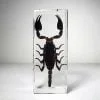 Large Scorpion In Resin, Real Scorpion Specimen, Insects In Resin