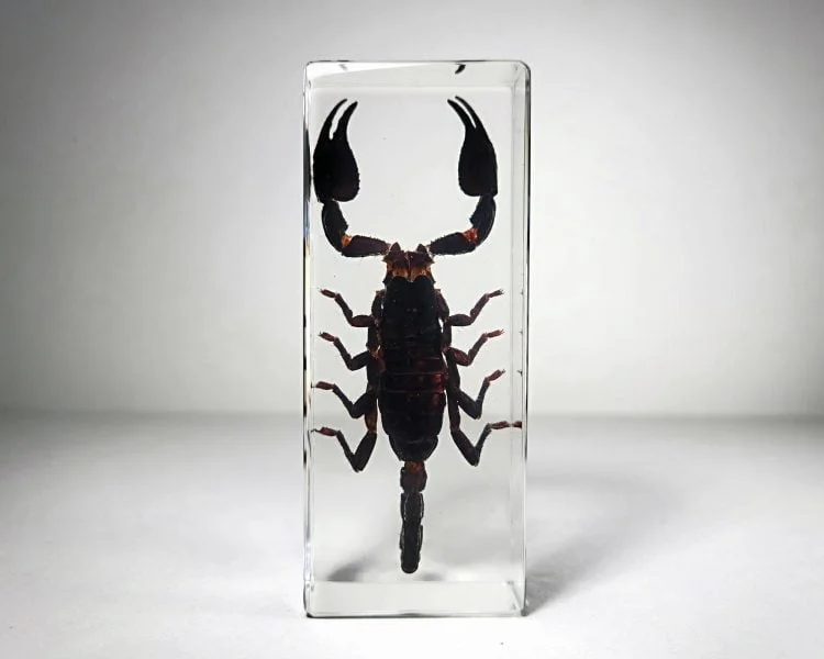 Large Scorpion In Resin, Real Scorpion Specimen, Insects In Resin