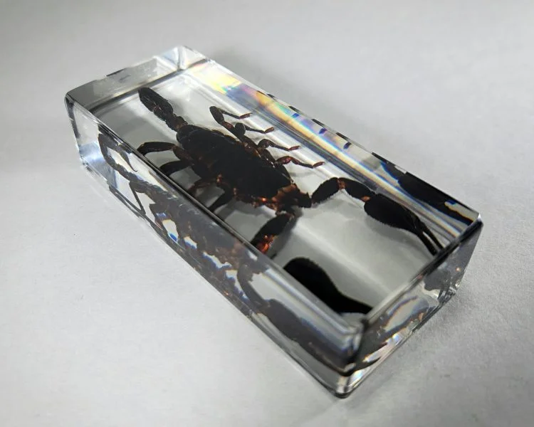 Large Scorpion In Resin, Real Scorpion Specimen