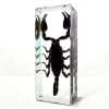 Large Scorpion in Resin, Insects In Resin, Large Black Scorpion Preserved