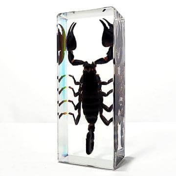 Large Scorpion in Resin, Insects In Resin, Large Black Scorpion Preserved