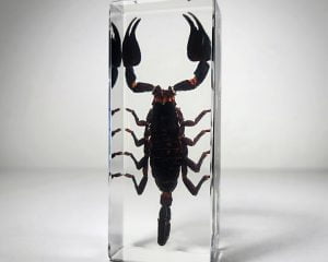 Large Scorpion In Resin, Real Scorpion Specimen