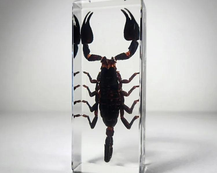 Large Scorpion In Resin, Real Scorpion Specimen, Insects In Resin