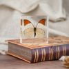 Great Orange Tip Butterfly Preserved Butterfly In Resin