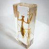 Preying Mantis in Resin, Bugs in Resin, Insects in Resin
