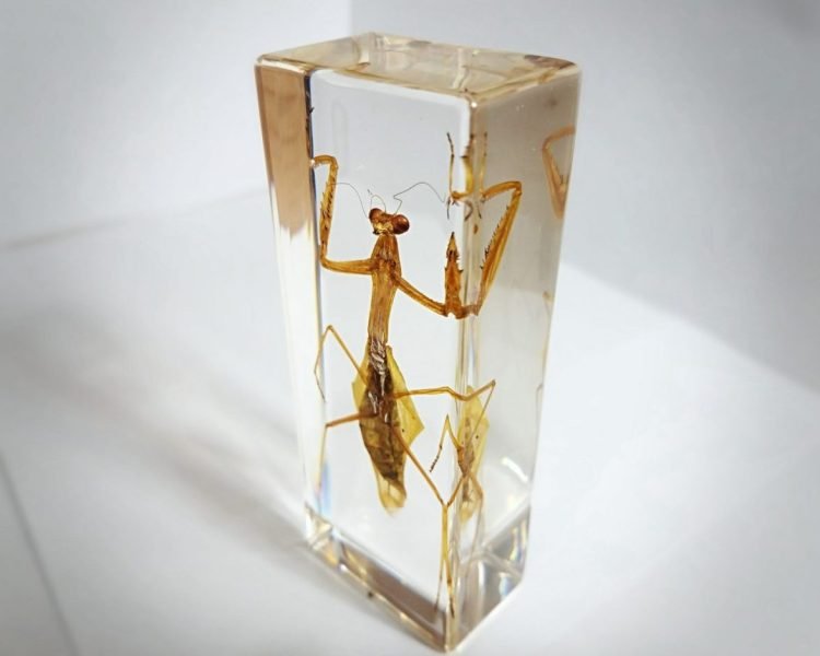 Preying Mantis in Resin, Bugs in Resin, Insects in Resin