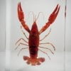 Real Crayfish In Resin, Ocean Decor