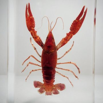 Real Crayfish In Resin, Ocean Decor