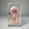 Real Squid In Resin, Squid Specimen