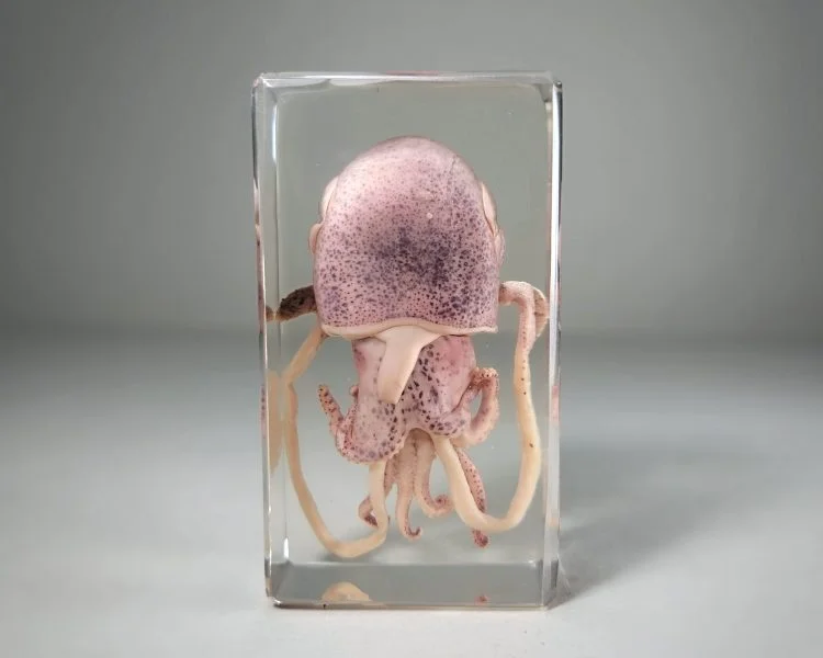 Real Squid In Resin, Squid Specimen