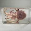 Real Squid In Resin, Squid Specimen