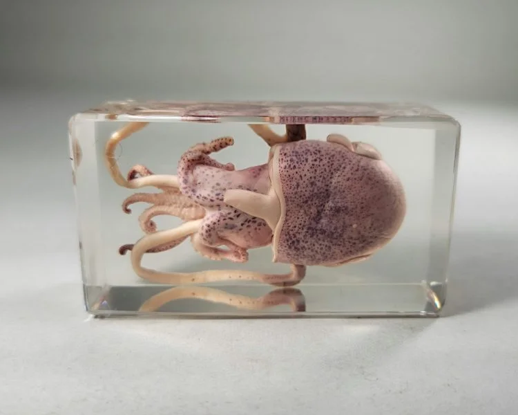 Real Squid In Resin, Squid Specimen