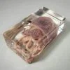 Real Squid In Resin, Squid Specimen