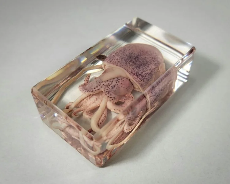 Real Squid In Resin, Squid Specimen