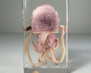 Resin encased Octopus Animal Specimen by American Heritage Industries Octopus Specimen 