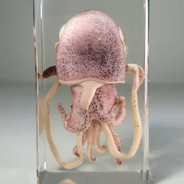 Real Squid In Resin, Squid Specimen