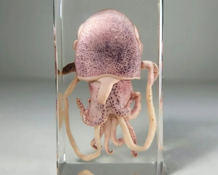 Real Squid In Resin, Squid Specimen