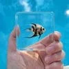 Real Fish Specimen in Resin, Wholesale Insects In Resin, Ocean Decor