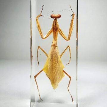 Real Preying Mantis Specimen, Large Preying Mantis, Insects In Resin