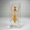 Real Preying Mantis Specimen, Large Preying Mantis