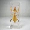 Real Preying Mantis Specimen, Large Preying Mantis