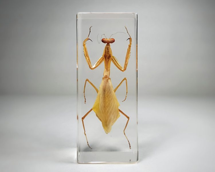 Real Preying Mantis Specimen, Large Preying Mantis