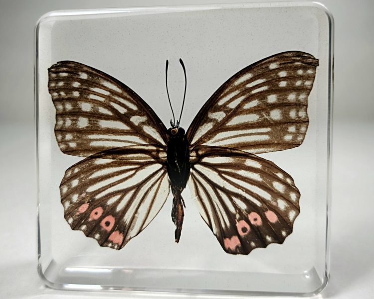 Ring Skirt Butterfly In Resin, Butterflies Wholesale