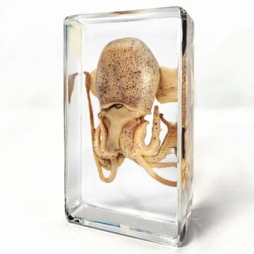 Squid In Resin, Aquatic Specimen in Acrylic, Aquatic Decor