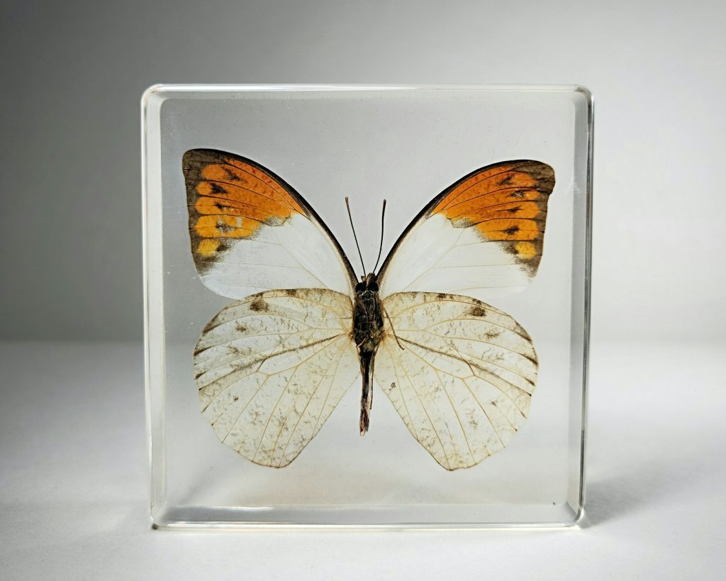 Orange Tip Butterfly In Resin, Butterfly in Lucite