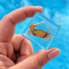 Real preserved tiny crab in resin, Specimen in Resin, Curiosities