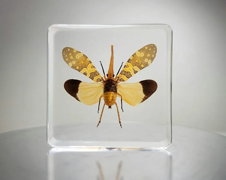 Lanternfly in Resin, Insect Specimens In lucite