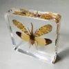 Lanternfly in Resin, Insect Specimens In lucite