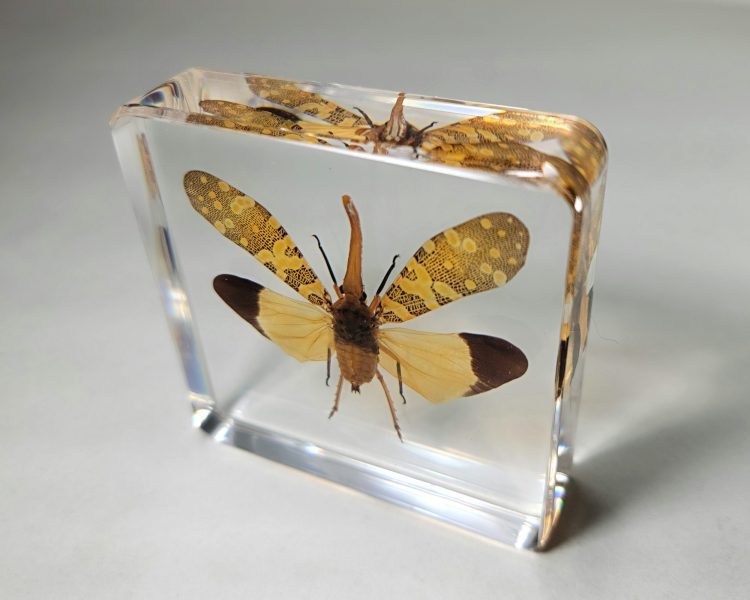 Lanternfly in Resin, Insect Specimens In lucite