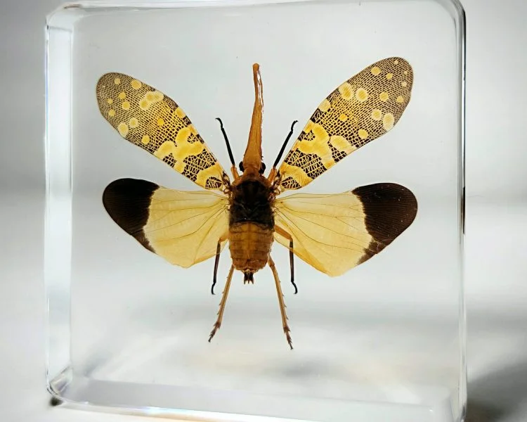 Lanternfly in Resin, Insect Specimens In lucite