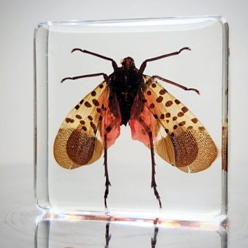 Spotted Lanternfly in Resin, Insect Specimens In lucite